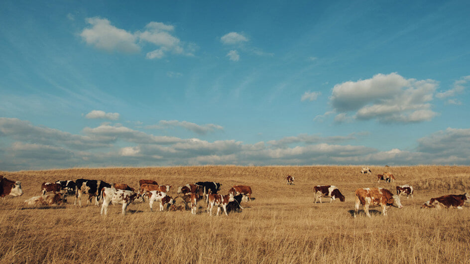 cattle grazing in ranch